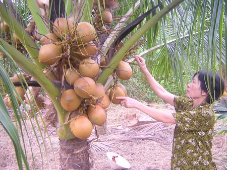 Ben Tre Province to aid coconut farmers